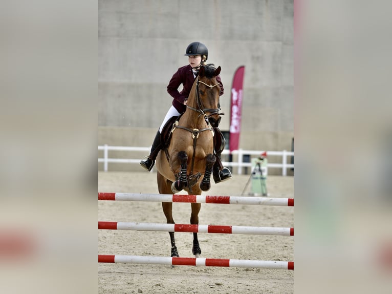 Pura Raza Árabe Caballo castrado 14 años 149 cm Castaño in Castro Urdiales
