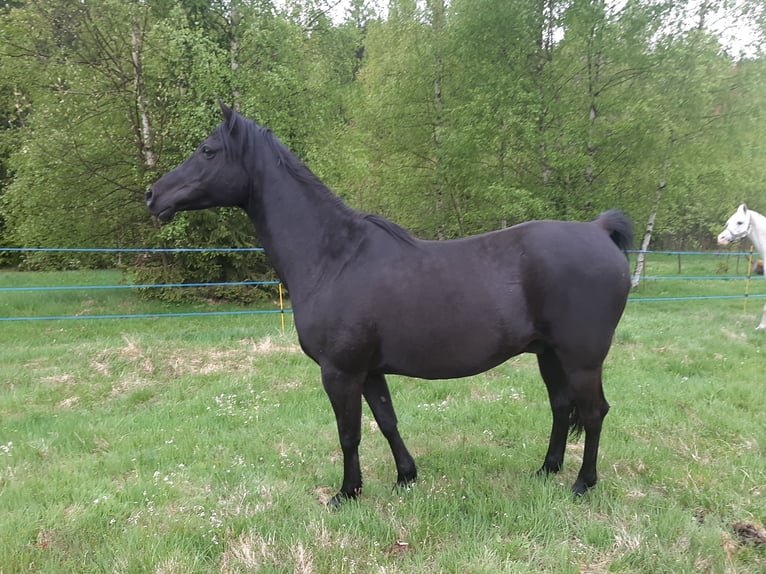 Pura Raza Árabe Caballo castrado 14 años 151 cm Negro in Kořenov