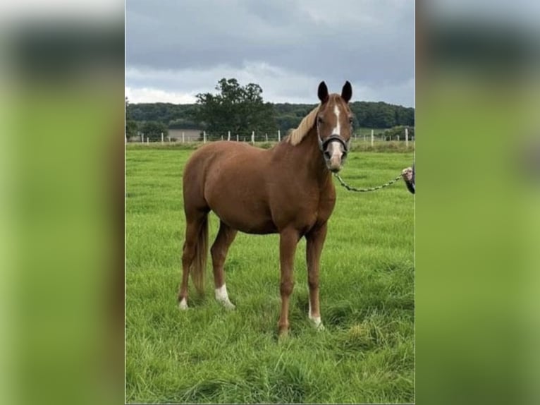 Pura Raza Árabe Caballo castrado 14 años 152 cm Alazán in Witten Pura Raza Árabe Caballo castrado 14 años 152 cm Alazán in Witten