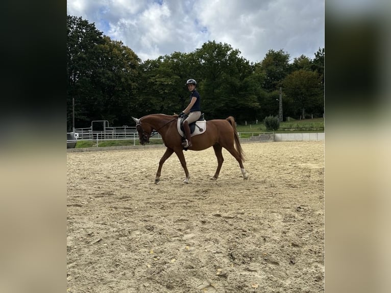 Pura Raza Árabe Caballo castrado 14 años 152 cm Alazán in Witten Pura Raza Árabe Caballo castrado 14 años 152 cm Alazán in Witten