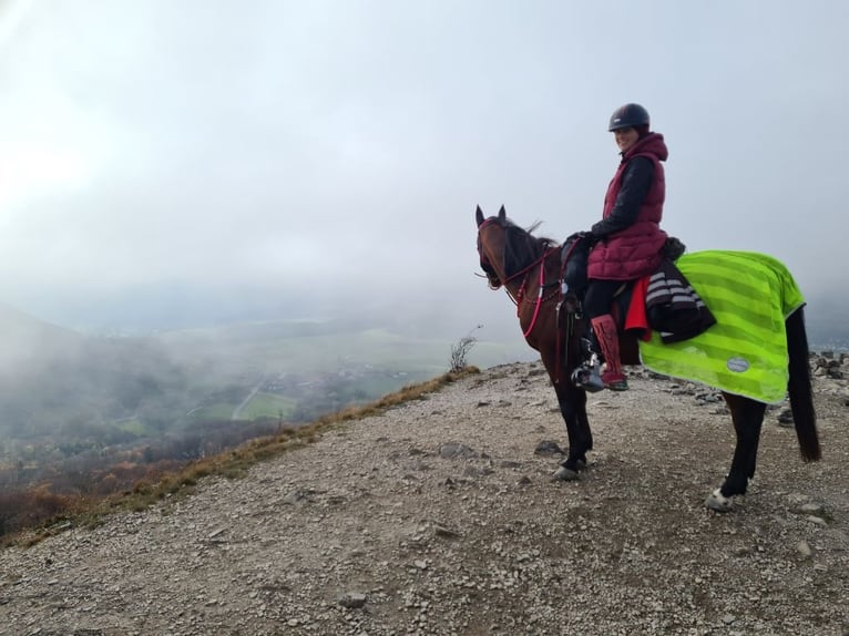 Pura Raza Árabe Caballo castrado 14 años 152 cm Castaño in Saal an der Donau