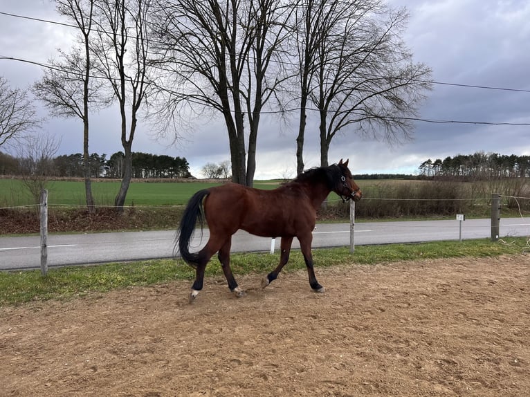 Pura Raza Árabe Caballo castrado 14 años 152 cm Castaño in Saal an der Donau