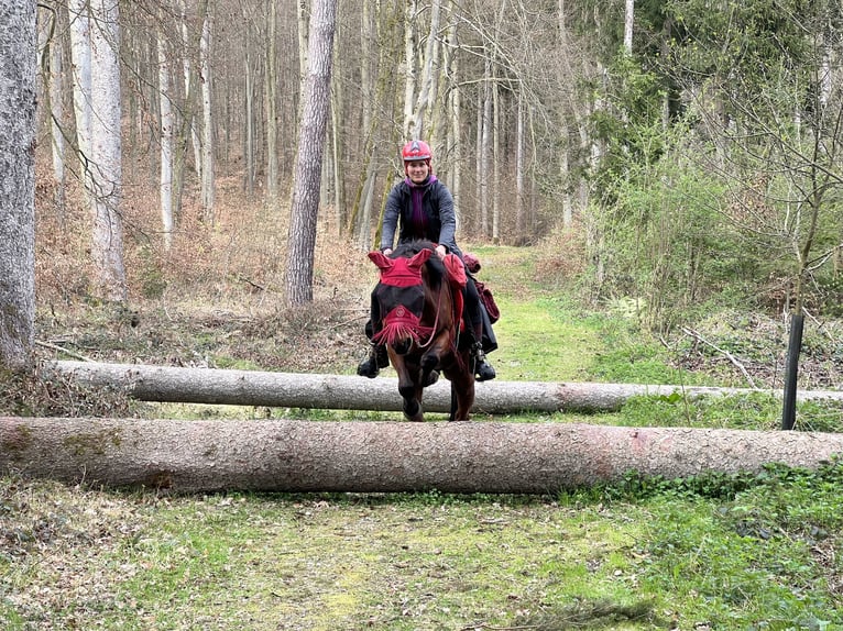 Pura Raza Árabe Caballo castrado 14 años 152 cm Castaño in Saal an der Donau