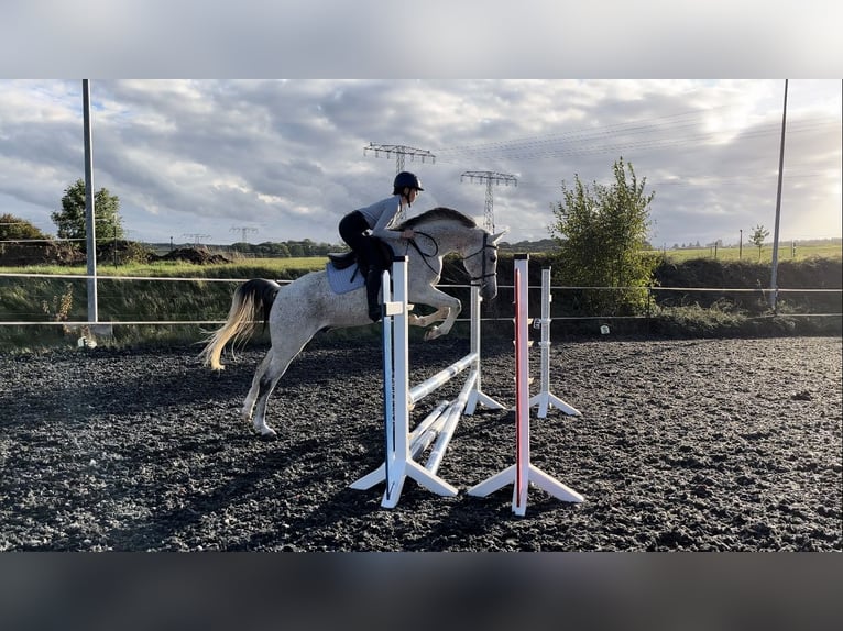 Pura Raza Árabe Caballo castrado 14 años 153 cm Tordo picazo in Chemnitz