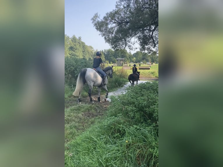 Pura Raza Árabe Caballo castrado 14 años 153 cm Tordo picazo in Chemnitz