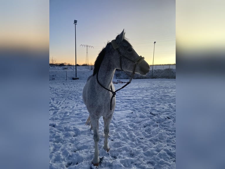 Pura Raza Árabe Caballo castrado 14 años 153 cm Tordo picazo in Chemnitz