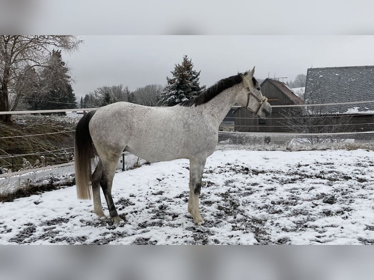 Pura Raza Árabe Caballo castrado 14 años 153 cm Tordo picazo in Chemnitz