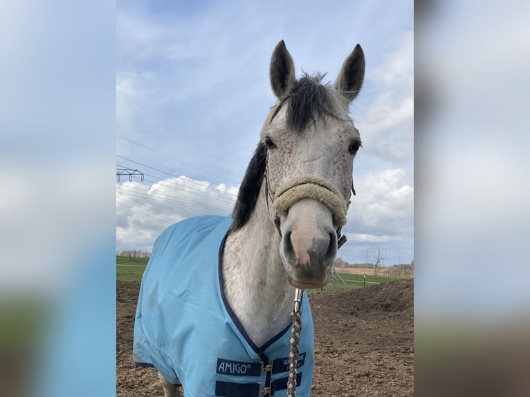 Pura Raza Árabe Caballo castrado 14 años 153 cm Tordo picazo in Chemnitz