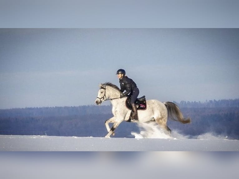 Pura Raza Árabe Caballo castrado 14 años 153 cm Tordo picazo in Chemnitz