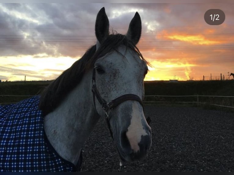 Pura Raza Árabe Caballo castrado 14 años 153 cm Tordo picazo in Chemnitz