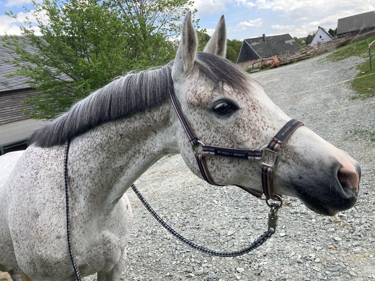 Pura Raza Árabe Caballo castrado 14 años 153 cm Tordo picazo in Chemnitz