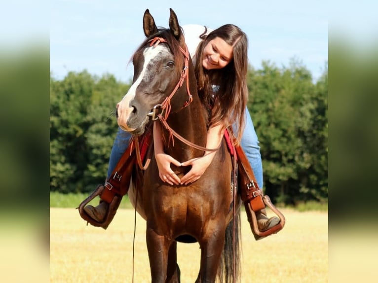 Pura Raza Árabe Caballo castrado 14 años 155 cm Negro in Sulzbach
