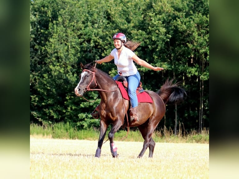 Pura Raza Árabe Caballo castrado 14 años 155 cm Negro in Sulzbach