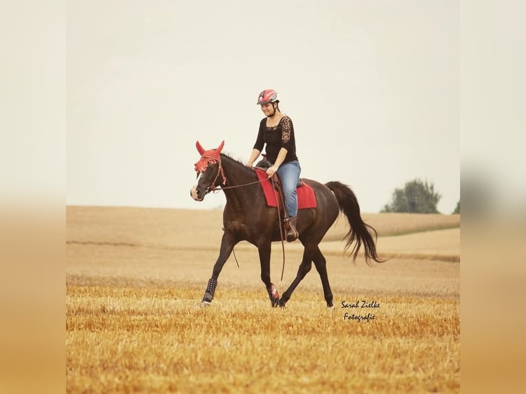 Pura Raza Árabe Caballo castrado 14 años 155 cm Negro in Sulzbach