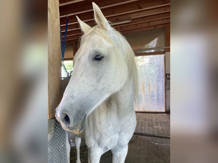 Pura Raza Árabe Caballo castrado 14 años 155 cm Tordo in Dunningen
