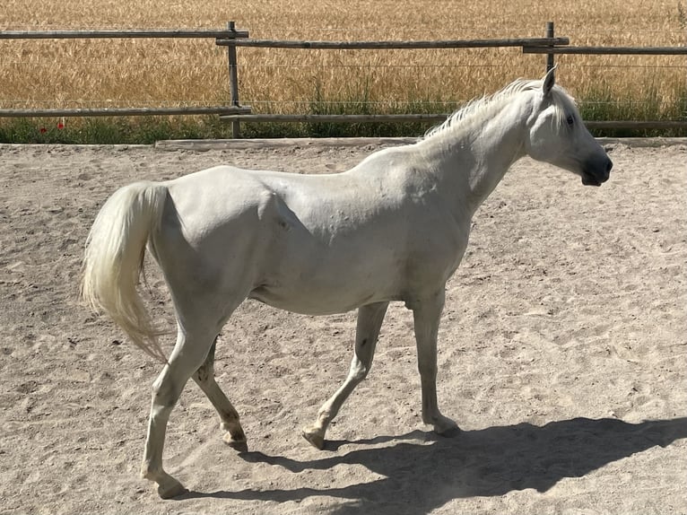 Pura Raza Árabe Caballo castrado 14 años 155 cm Tordo in Dunningen