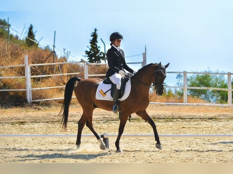 Pura Raza Árabe Mestizo Caballo castrado 15 años 144 cm Castaño oscuro in Sotogrande