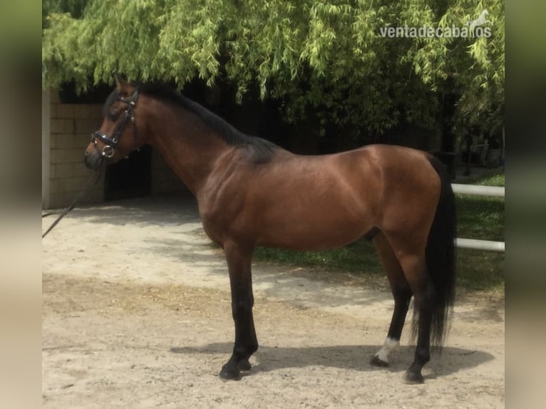 Pura Raza Árabe Mestizo Caballo castrado 15 años 144 cm Castaño oscuro in Sotogrande