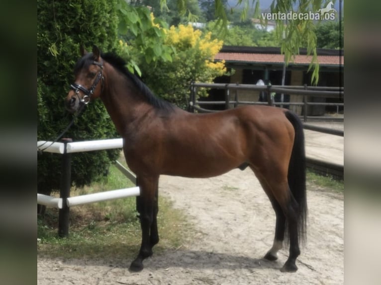 Pura Raza Árabe Mestizo Caballo castrado 15 años 144 cm Castaño oscuro in Sotogrande