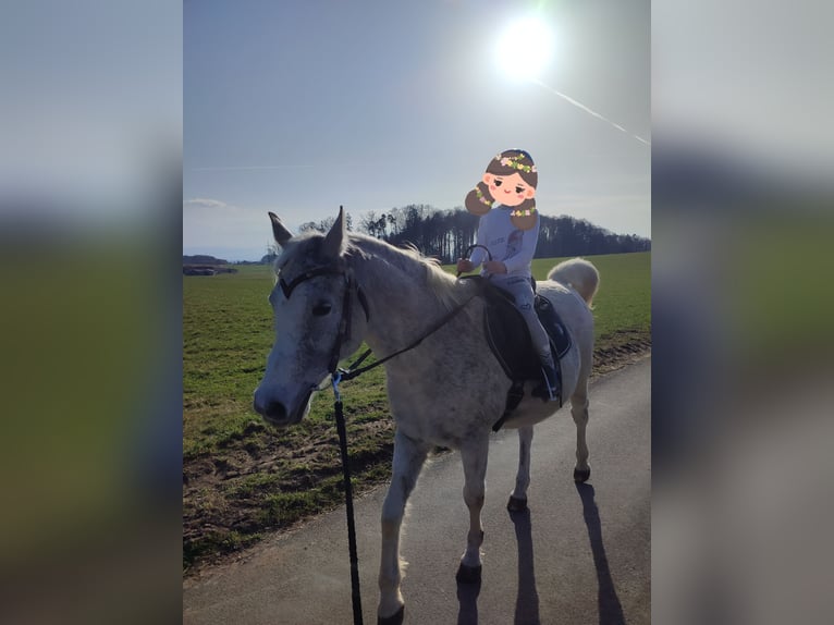 Pura Raza Árabe Caballo castrado 15 años 145 cm Morcillo in Haigermoos