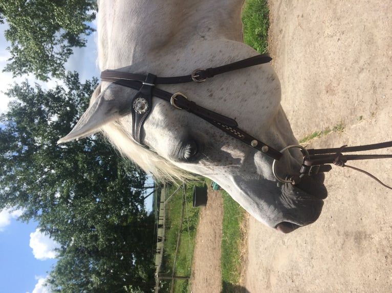 Pura Raza Árabe Caballo castrado 15 años 148 cm Tordo picazo in Emmelshausen