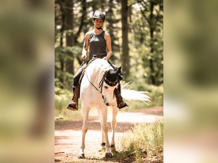 Pura Raza Árabe Caballo castrado 15 años 148 cm Tordo picazo in Emmelshausen