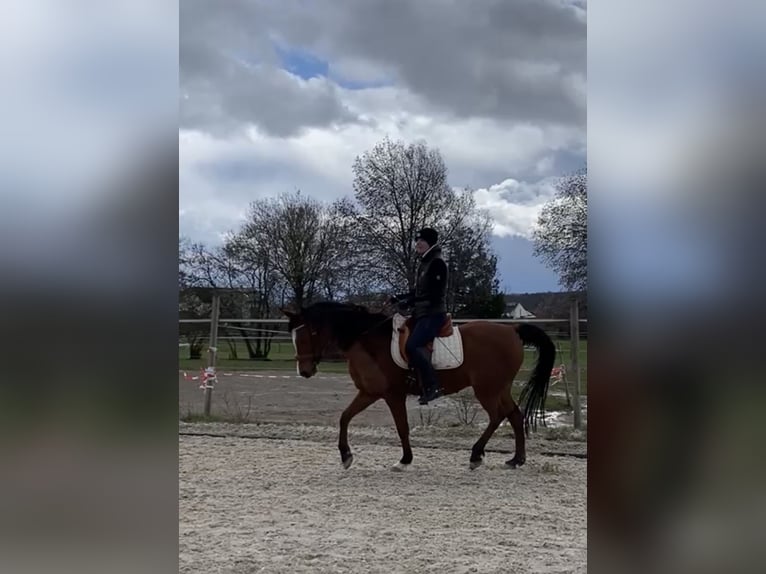 Pura Raza Árabe Caballo castrado 16 años 152 cm Castaño in Böblingen