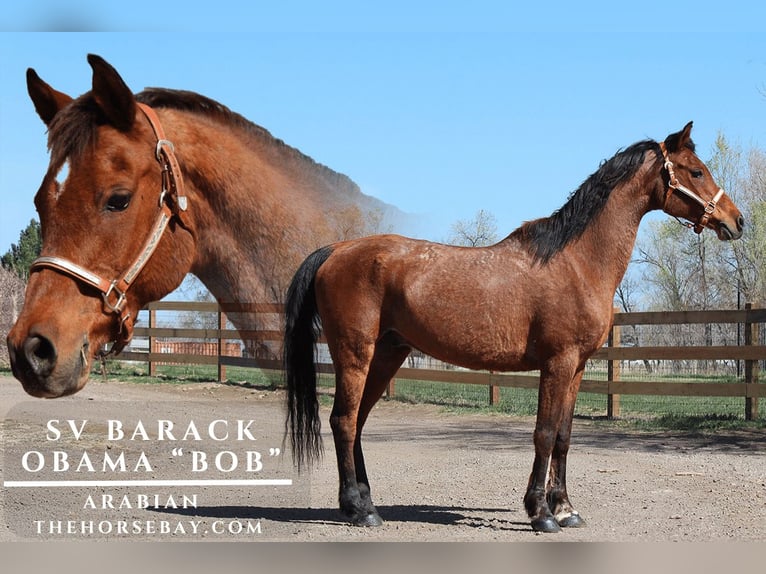 Pura Raza Árabe Caballo castrado 16 años 152 cm Castaño rojizo in Fort Collins, CO