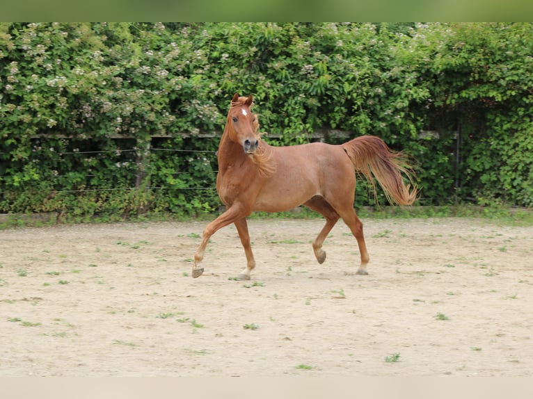 Pura Raza Árabe Caballo castrado 16 años 153 cm Alazán in Bedburg