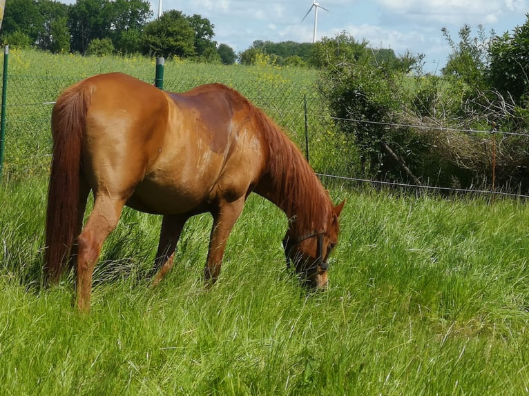Pura Raza Árabe Caballo castrado 16 años 153 cm Alazán in S&#xFC;derholz