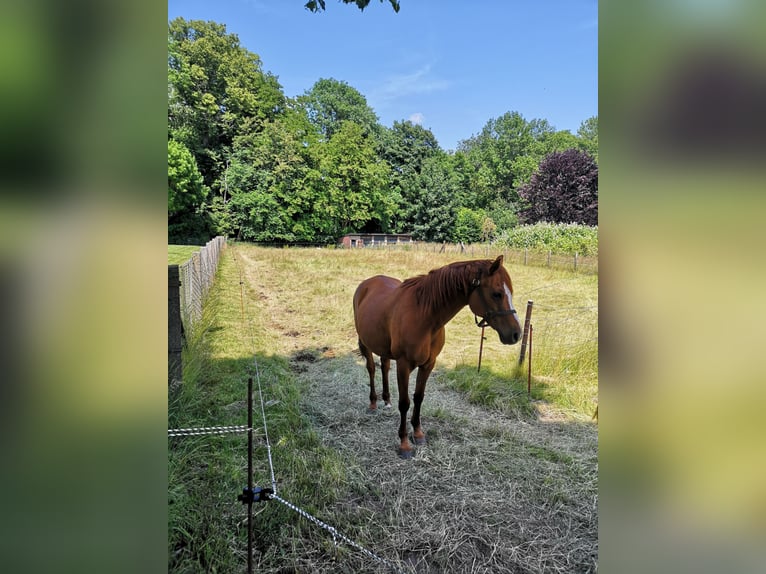 Pura Raza Árabe Caballo castrado 16 años 153 cm Alazán in S&#xFC;derholz