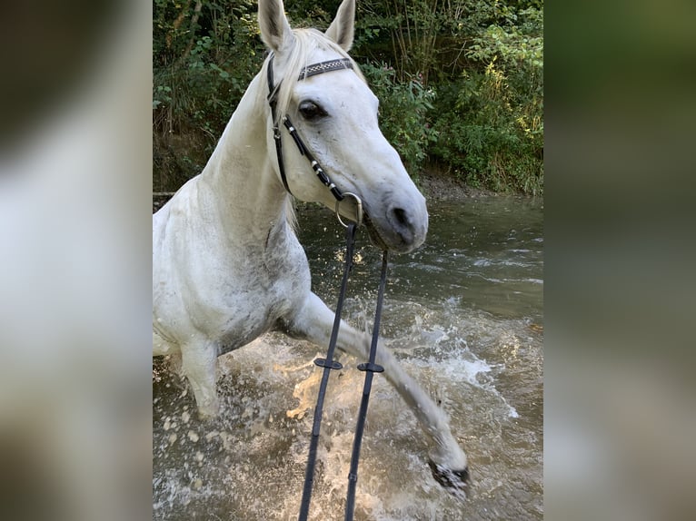 Pura Raza Árabe Caballo castrado 16 años 153 cm Tordo in Friedrichshafen