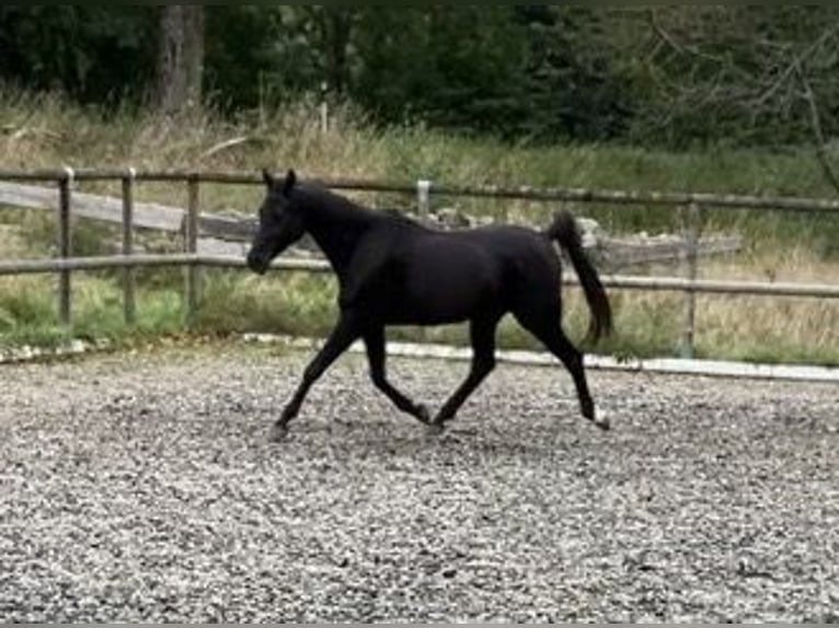 Pura Raza Árabe Caballo castrado 16 años 155 cm Negro in St. Peter