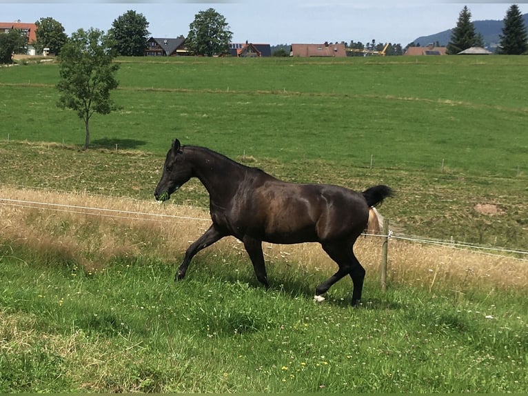 Pura Raza Árabe Caballo castrado 16 años 155 cm Negro in St. Peter