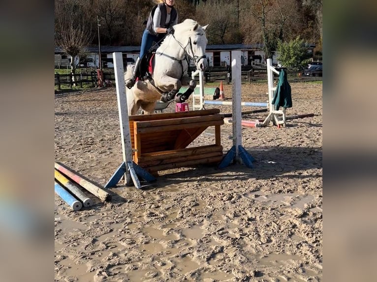 Pura Raza Árabe Caballo castrado 16 años Tordo in Bilbao