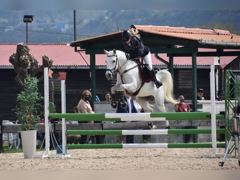 Pura Raza Árabe Caballo castrado 16 años Tordo in Bilbao