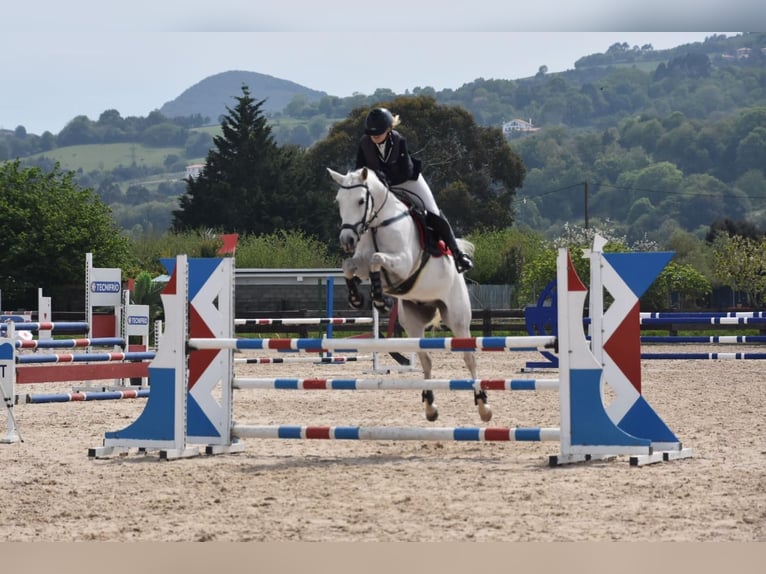 Pura Raza Árabe Caballo castrado 16 años Tordo in Bilbao