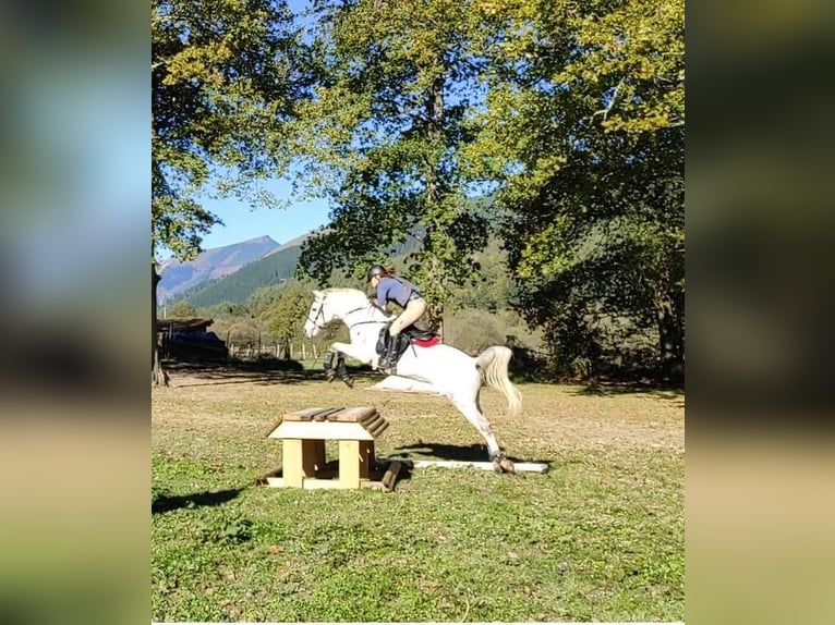 Pura Raza Árabe Caballo castrado 16 años Tordo in Bilbao