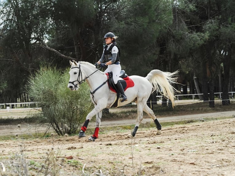 Pura Raza Árabe Caballo castrado 16 años Tordo in Bilbao