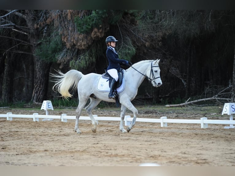 Pura Raza Árabe Caballo castrado 16 años Tordo in Bilbao