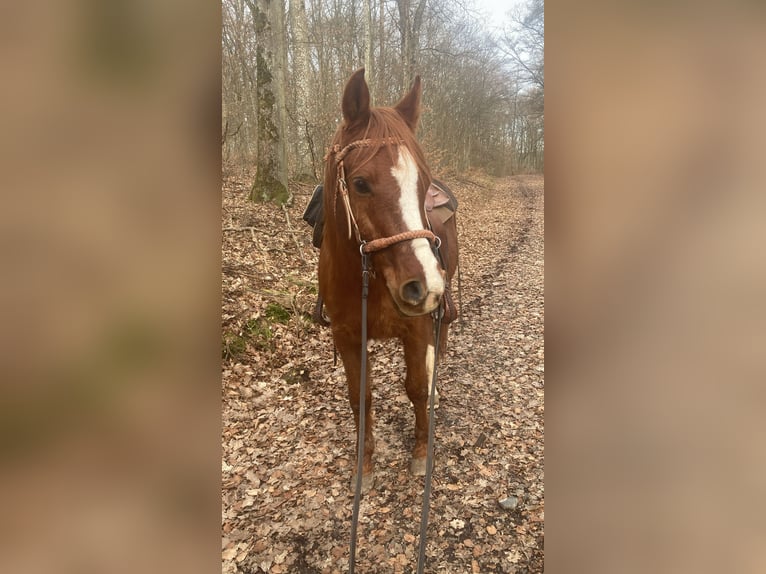 Pura Raza Árabe Caballo castrado 17 años 148 cm Alazán in Hammelburg