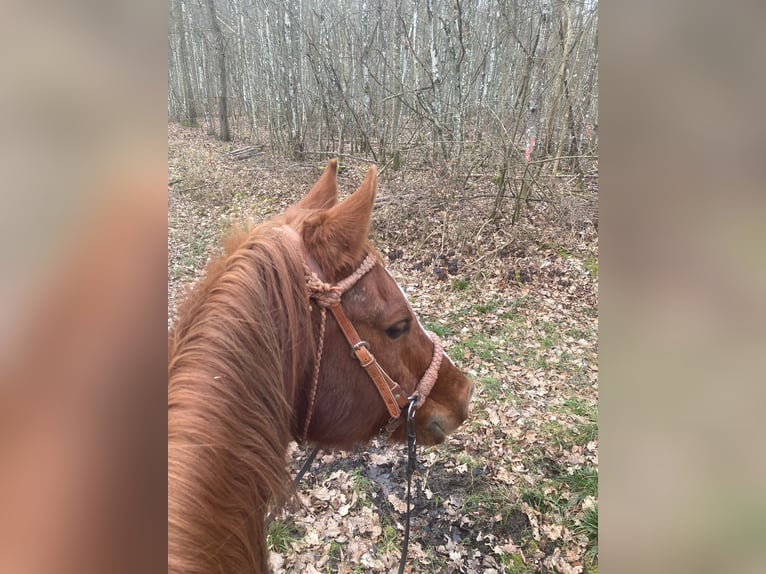 Pura Raza Árabe Caballo castrado 17 años 148 cm Alazán in Hammelburg