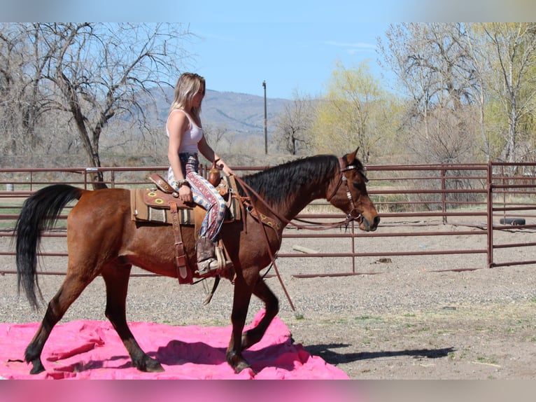 Pura Raza Árabe Caballo castrado 17 años 152 cm Castaño rojizo in Fort Collins, CO