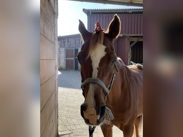 Pura Raza Árabe Caballo castrado 17 años 152 cm Rabicano in Nordholz