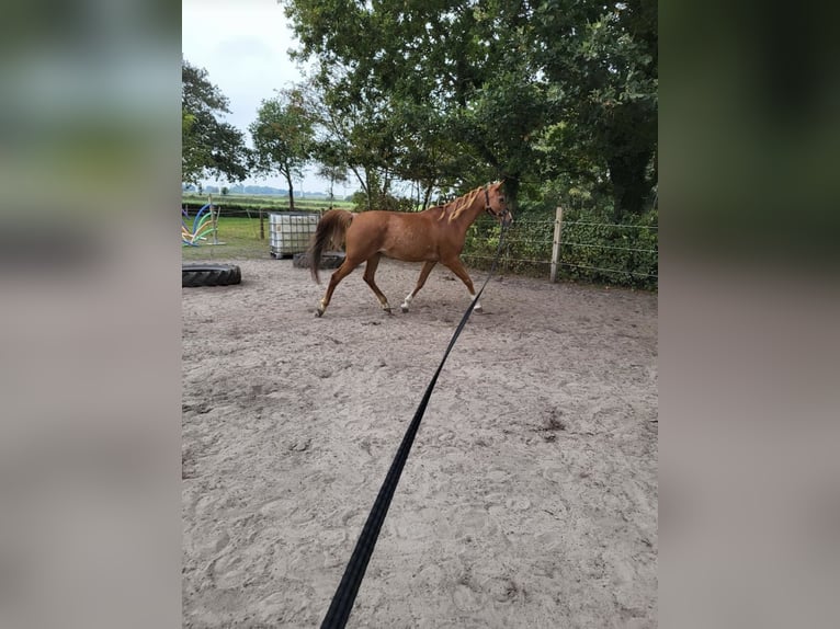 Pura Raza Árabe Caballo castrado 17 años 152 cm Rabicano in Nordholz