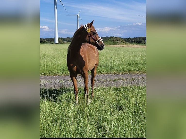 Pura Raza Árabe Caballo castrado 17 años 152 cm Rabicano in Nordholz