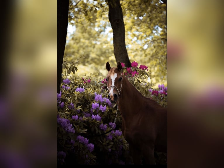 Pura Raza Árabe Caballo castrado 17 años 152 cm Rabicano in Nordholz