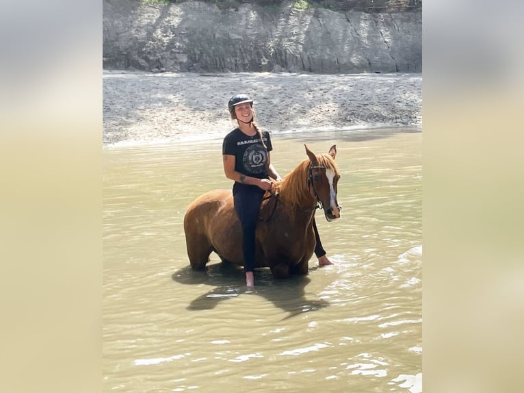 Pura Raza Árabe Caballo castrado 17 años 152 cm Rabicano in Nordholz