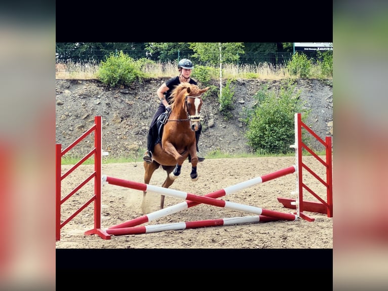 Pura Raza Árabe Caballo castrado 17 años 152 cm Rabicano in Nordholz