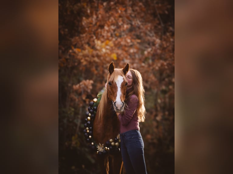 Pura Raza Árabe Caballo castrado 17 años 152 cm Rabicano in Nordholz